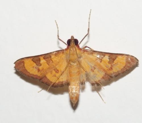 Réf. 332 058 : Prenesta scyllalis